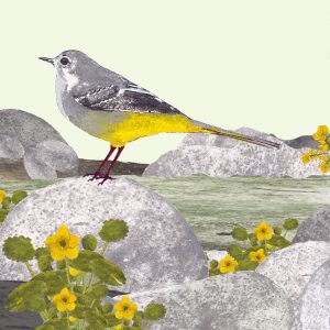 2025G Grey Wagtail