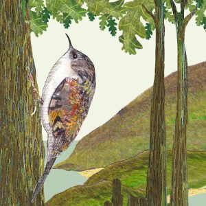 2608 Tree Creeper