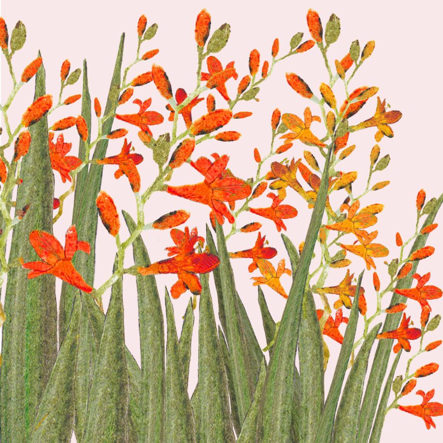 2626 Monbretia